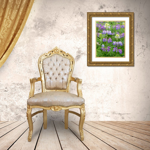 Lupine Blossoms II Gold Ornate Wood Framed Art Print with Double Matting by Mahan, Kathy
