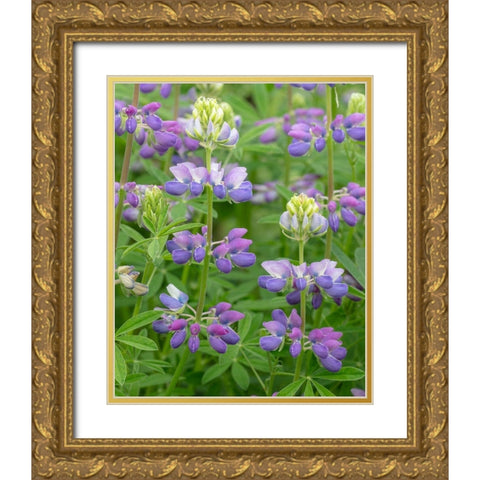 Lupine Blossoms II Gold Ornate Wood Framed Art Print with Double Matting by Mahan, Kathy