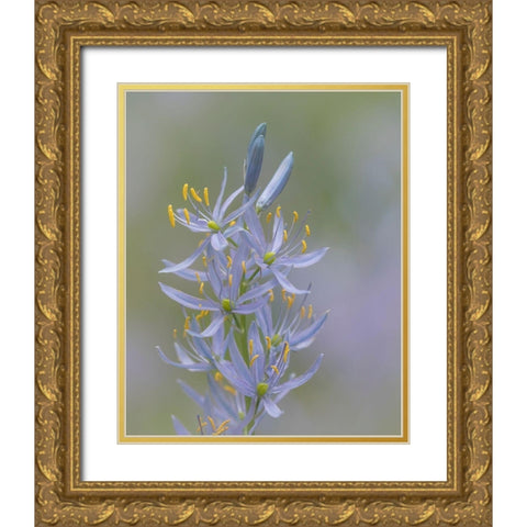Camas Blossoms II Gold Ornate Wood Framed Art Print with Double Matting by Mahan, Kathy