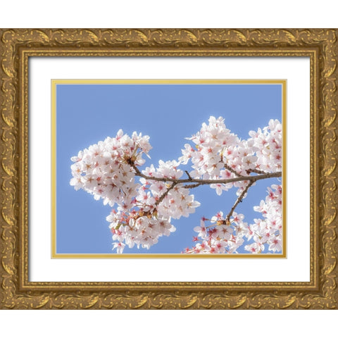 Spring Cherry Blossoms I Gold Ornate Wood Framed Art Print with Double Matting by Mahan, Kathy