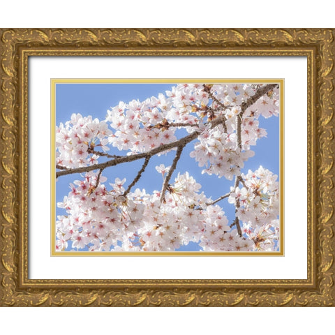 Spring Cherry Blossoms II Gold Ornate Wood Framed Art Print with Double Matting by Mahan, Kathy