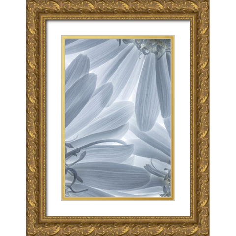 Shasta Daisies I Gold Ornate Wood Framed Art Print with Double Matting by Mahan, Kathy