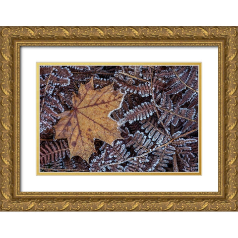 Maple Leaf and Bracken Ferns I Gold Ornate Wood Framed Art Print with Double Matting by Mahan, Kathy