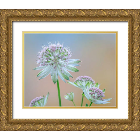 Astrantia Blossoms II Gold Ornate Wood Framed Art Print with Double Matting by Mahan, Kathy