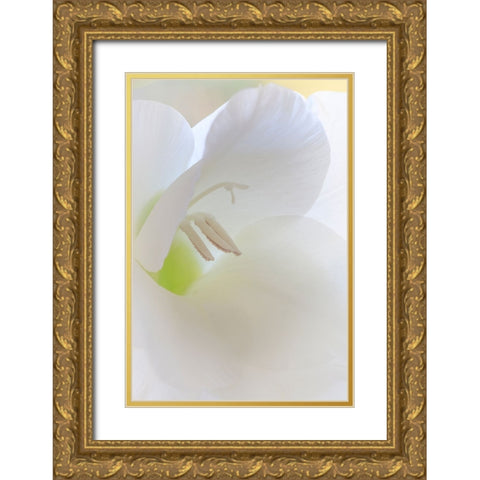 Gladiola Blossom I Gold Ornate Wood Framed Art Print with Double Matting by Mahan, Kathy