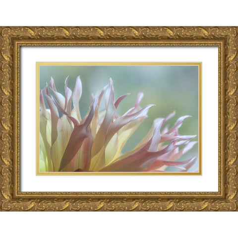 Dahlia Petals I Gold Ornate Wood Framed Art Print with Double Matting by Mahan, Kathy