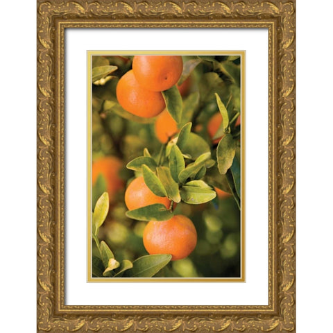 OrangesII Gold Ornate Wood Framed Art Print with Double Matting by Millet, Karyn