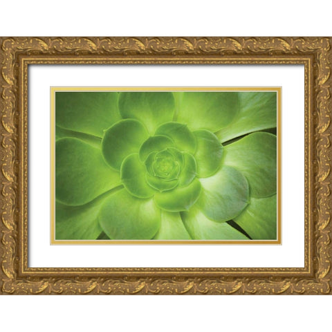 Succulent I Gold Ornate Wood Framed Art Print with Double Matting by Millet, Karyn