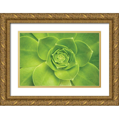 Succulent II Gold Ornate Wood Framed Art Print with Double Matting by Millet, Karyn