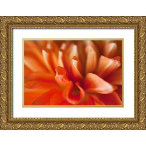 Orange Dahlia Gold Ornate Wood Framed Art Print with Double Matting by Millet, Karyn