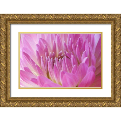 Pink Dahlia Gold Ornate Wood Framed Art Print with Double Matting by Millet, Karyn