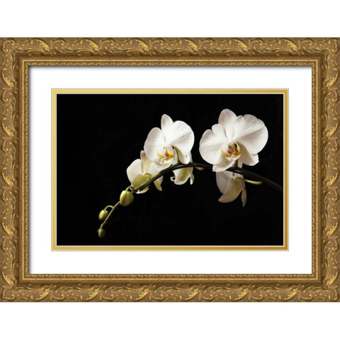 Orchid on Black Gold Ornate Wood Framed Art Print with Double Matting by Millet, Karyn