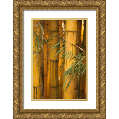 Bamboo II Gold Ornate Wood Framed Art Print with Double Matting by Millet, Karyn