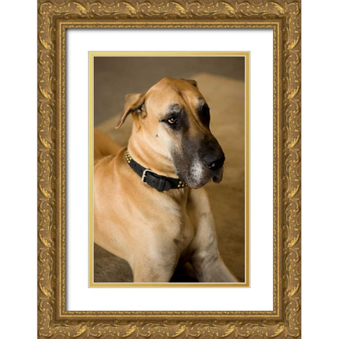 Great Dane Gold Ornate Wood Framed Art Print with Double Matting by Millet, Karyn