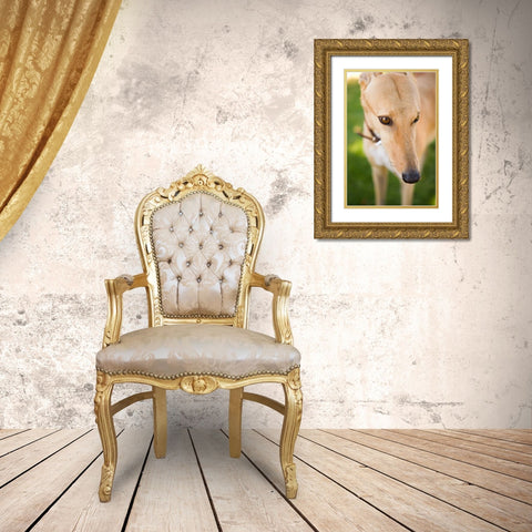 Greyhound Gold Ornate Wood Framed Art Print with Double Matting by Millet, Karyn