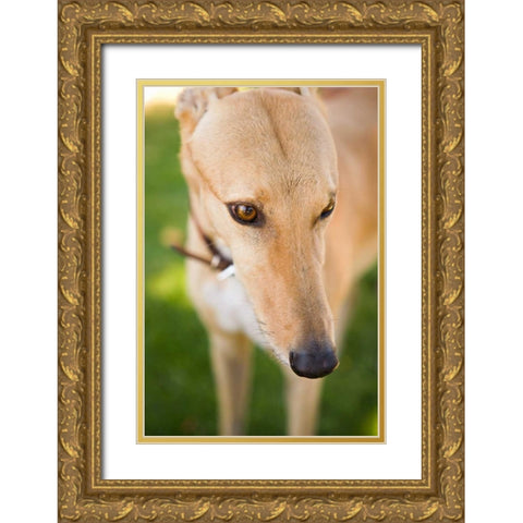 Greyhound Gold Ornate Wood Framed Art Print with Double Matting by Millet, Karyn