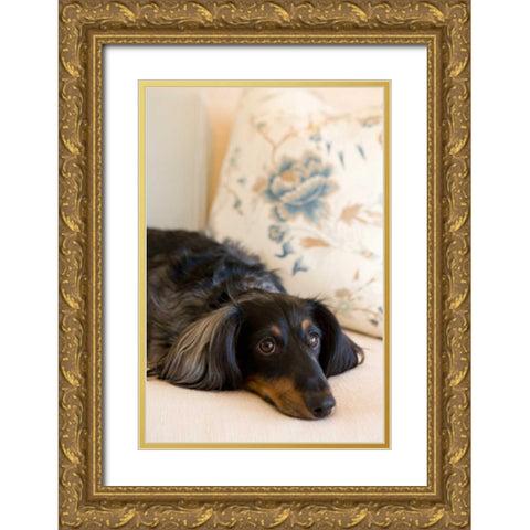 Dachshund Gold Ornate Wood Framed Art Print with Double Matting by Millet, Karyn