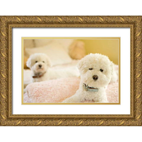 Bichons Gold Ornate Wood Framed Art Print with Double Matting by Millet, Karyn