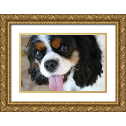 King Charles Spaniel Gold Ornate Wood Framed Art Print with Double Matting by Millet, Karyn