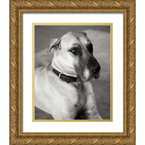 Great Dane Gold Ornate Wood Framed Art Print with Double Matting by Millet, Karyn