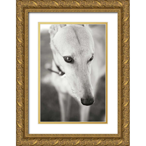 Greyhound Gold Ornate Wood Framed Art Print with Double Matting by Millet, Karyn
