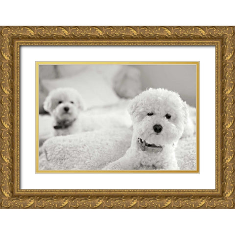 Bichons Gold Ornate Wood Framed Art Print with Double Matting by Millet, Karyn