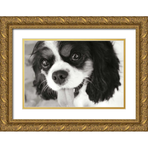 King Charles Spaniel Gold Ornate Wood Framed Art Print with Double Matting by Millet, Karyn