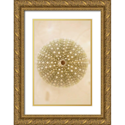 Ocean Treasures IV Gold Ornate Wood Framed Art Print with Double Matting by Millet, Karyn