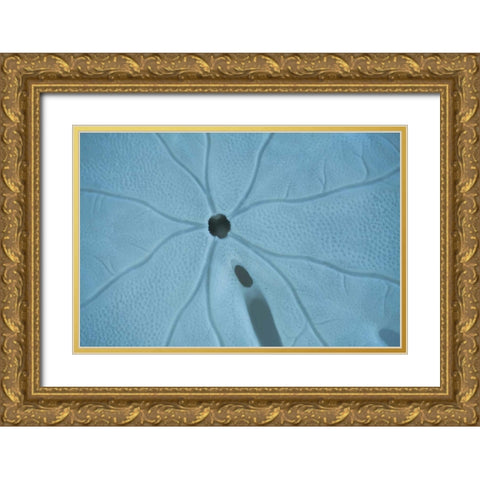 Sand Dollar II Gold Ornate Wood Framed Art Print with Double Matting by Millet, Karyn