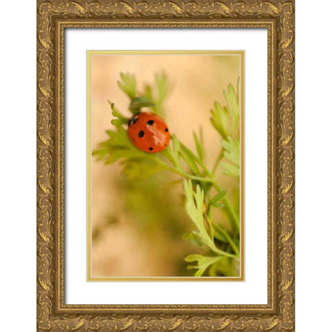 Lady Bug II Gold Ornate Wood Framed Art Print with Double Matting by Millet, Karyn