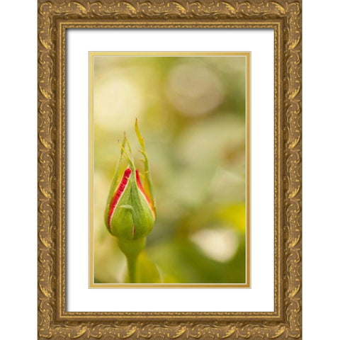 Serene Rose II Gold Ornate Wood Framed Art Print with Double Matting by Millet, Karyn