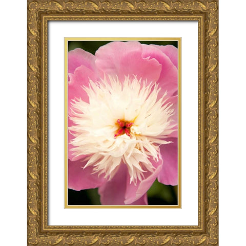 Pink and White Peony I Gold Ornate Wood Framed Art Print with Double Matting by Millet, Karyn