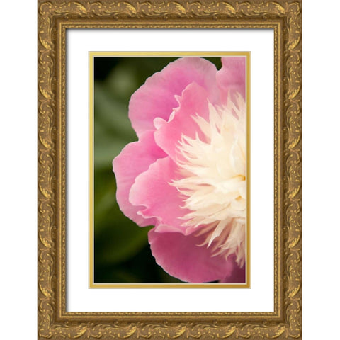 Pink and White Peony II Gold Ornate Wood Framed Art Print with Double Matting by Millet, Karyn