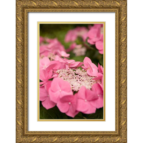 Lace Hydrangea I Gold Ornate Wood Framed Art Print with Double Matting by Millet, Karyn