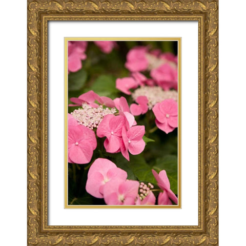 Lace Hydrangea II Gold Ornate Wood Framed Art Print with Double Matting by Millet, Karyn