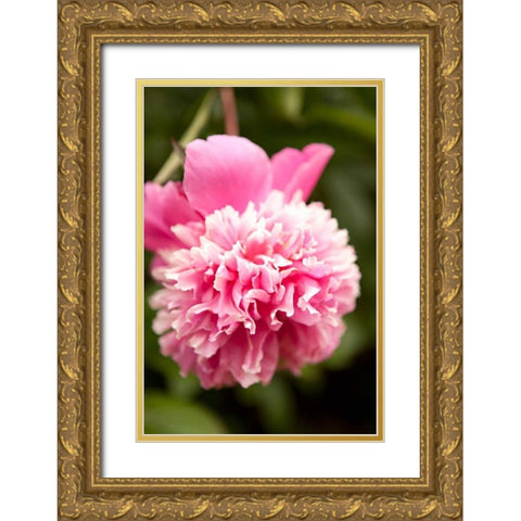 Pink Peony I Gold Ornate Wood Framed Art Print with Double Matting by Millet, Karyn