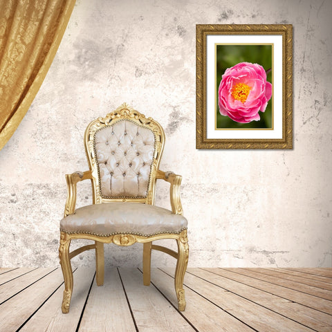 Pink Peony II Gold Ornate Wood Framed Art Print with Double Matting by Millet, Karyn