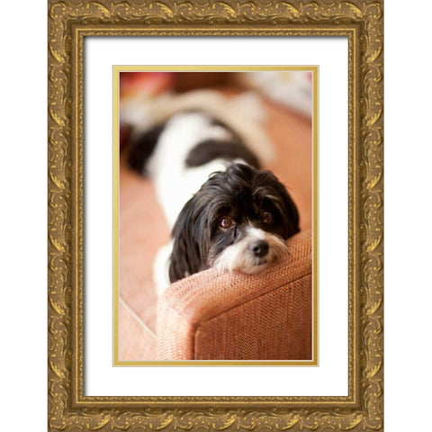 A Dogs Life V Gold Ornate Wood Framed Art Print with Double Matting by Millet, Karyn