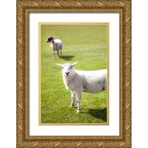 Pasture Sheep IV Gold Ornate Wood Framed Art Print with Double Matting by Millet, Karyn