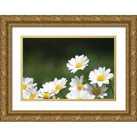 Field of Daisies II Gold Ornate Wood Framed Art Print with Double Matting by Millet, Karyn