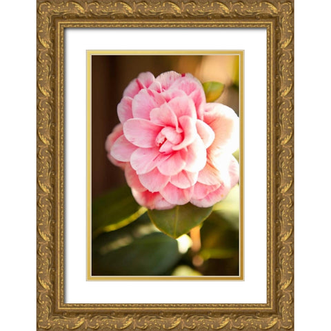 Bokeh Rose II Gold Ornate Wood Framed Art Print with Double Matting by Millet, Karyn