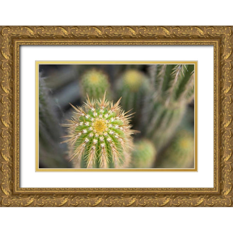 Cactus I Gold Ornate Wood Framed Art Print with Double Matting by Millet, Karyn