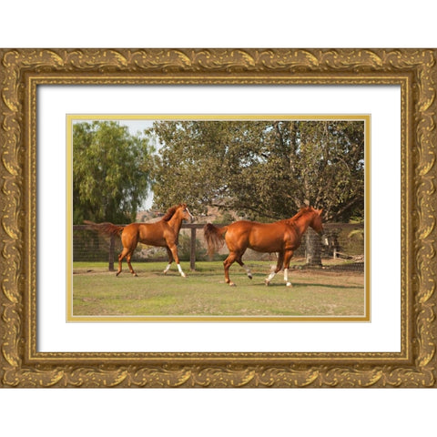 Horse Play I Gold Ornate Wood Framed Art Print with Double Matting by Millet, Karyn
