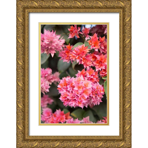 Pink Flowers II Gold Ornate Wood Framed Art Print with Double Matting by Millet, Karyn