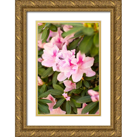 Pink Rhody I Gold Ornate Wood Framed Art Print with Double Matting by Millet, Karyn