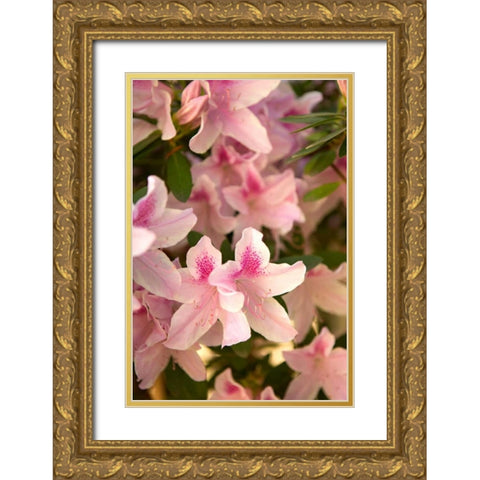 Pink Rhody II Gold Ornate Wood Framed Art Print with Double Matting by Millet, Karyn
