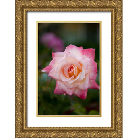 Pink Rose Gold Ornate Wood Framed Art Print with Double Matting by Millet, Karyn