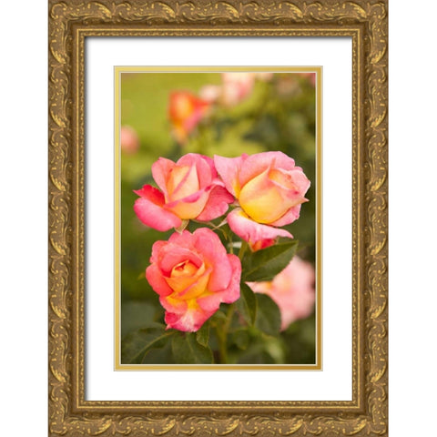 Pink Roses II Gold Ornate Wood Framed Art Print with Double Matting by Millet, Karyn