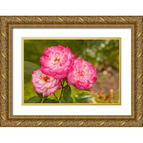 Rose Bush II Gold Ornate Wood Framed Art Print with Double Matting by Millet, Karyn
