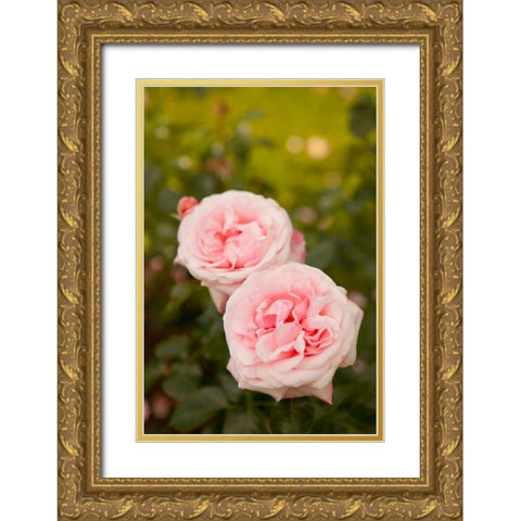 Rose Bush IV Gold Ornate Wood Framed Art Print with Double Matting by Millet, Karyn